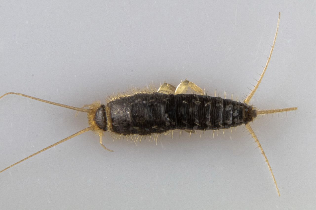 Lepisma saccharina (Lepismatidae)
